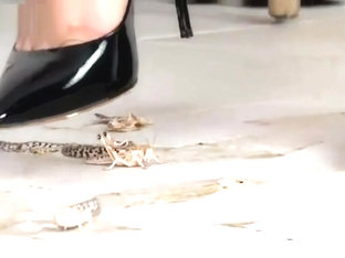 Sexy Alisa Crushing Locust With Her Black High Heels.