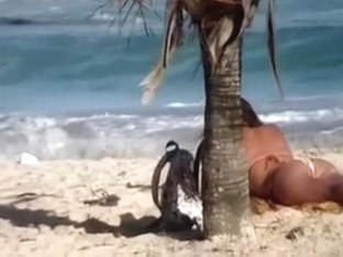 Delightful Miniature Brunette Hair Hair On The Beach Attracts My Attention