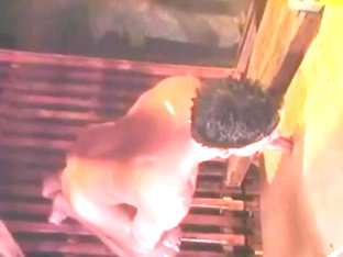 Horny adult clip gay Vintage wild watch show - Dick Masters