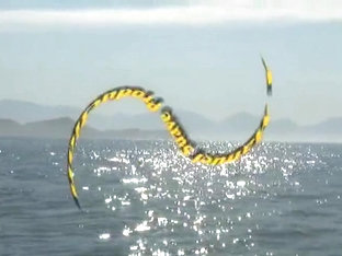 Bareback Island Brasil