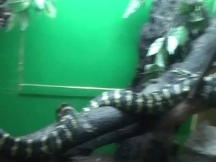 Vera in home sex movie showing a nice cock-sucking