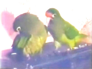 Lisa Melendez Sex video