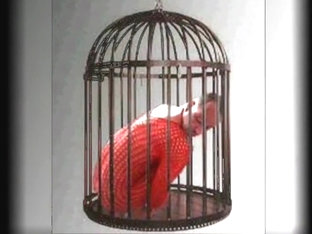 0260 crossdresser slideshow red Nylons Catsuit Nylonboy nude