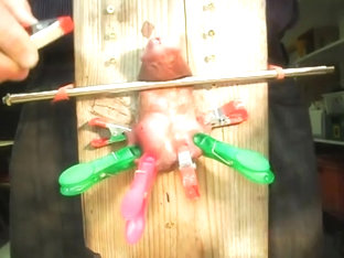 Hart abgefolterter pisser