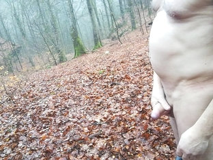 a cold morning in the forest