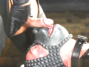 BDSM male dog whipped until he sucks dom cock