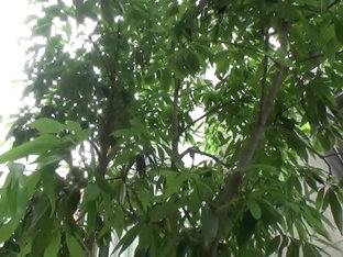 AV業者制作動画 SS級敏感美巨乳1