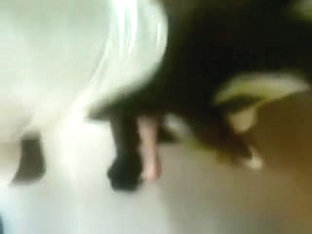 Darksome Bull Fucking Wife in Front of Her Spouse