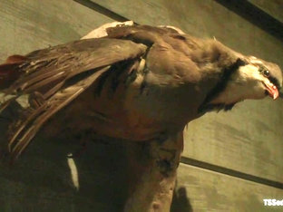 Romantic Cabin turns into A Haunted Sex Dungeon w Ms Toya and her CCOK